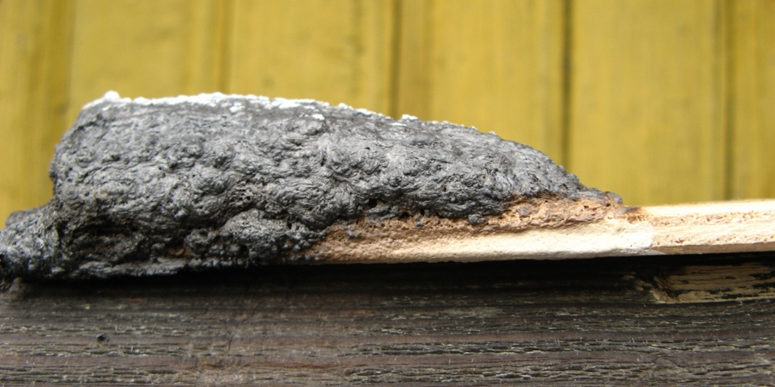 Огнезащитная вспучивающаяся краска для дерева