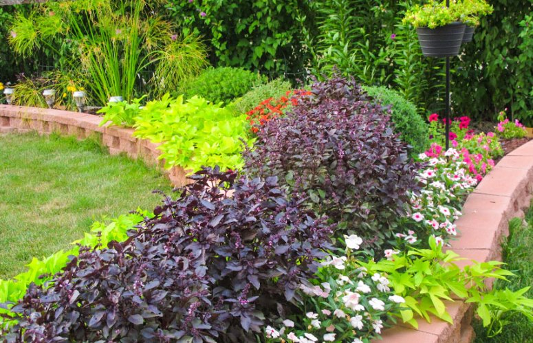 Растения, которые помогают снизить количество комаров на участке